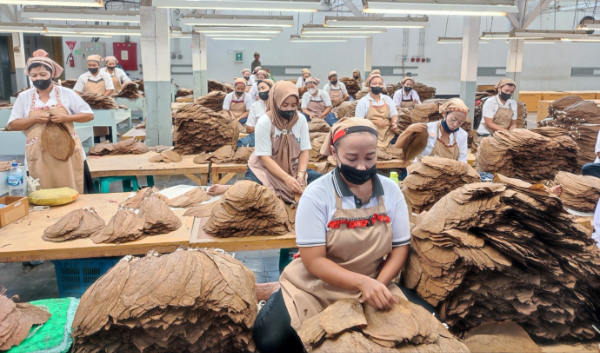 Holding Perkebunan Nusantara melalui PTPN I memperkuat posisi Indonesia di pasar cerutu premium dunia dengan meningkatkan produksi Tembakau Besuki Bawah Naungan dan Tembakau Deli yang semakin diminati pasar internasional.